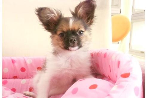 成約済の大阪府のミックス犬-7060の5枚目